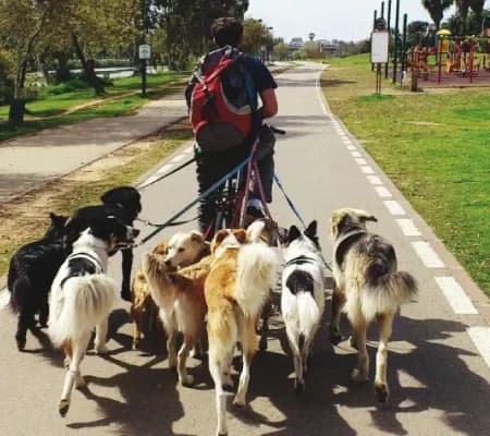 Paseador con varios perros en caminata grupal