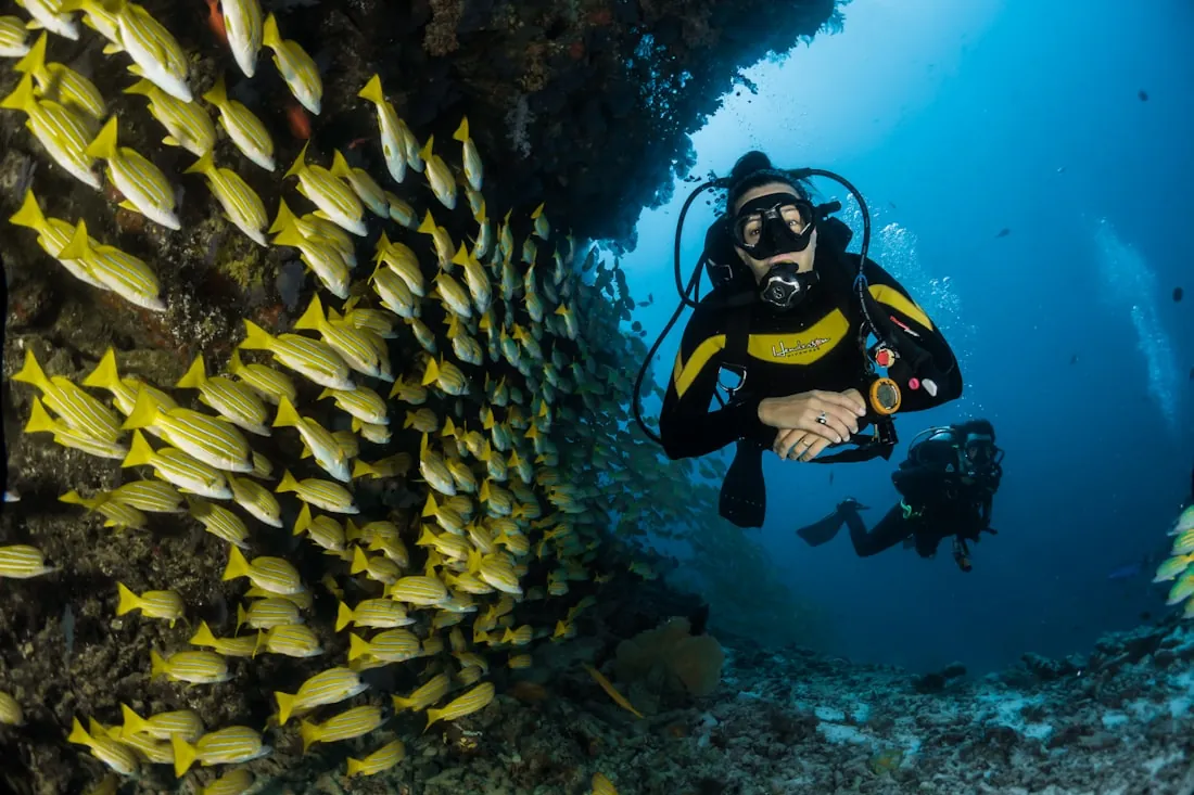 Aliados comerciales — club de buceo